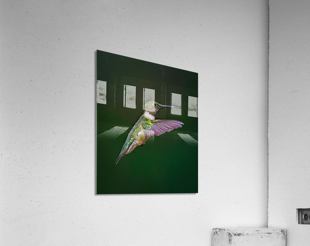 Ruby-throated hummingbird Acrylic Print