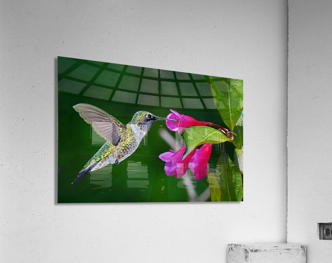 Hummer on flower Acrylic Print