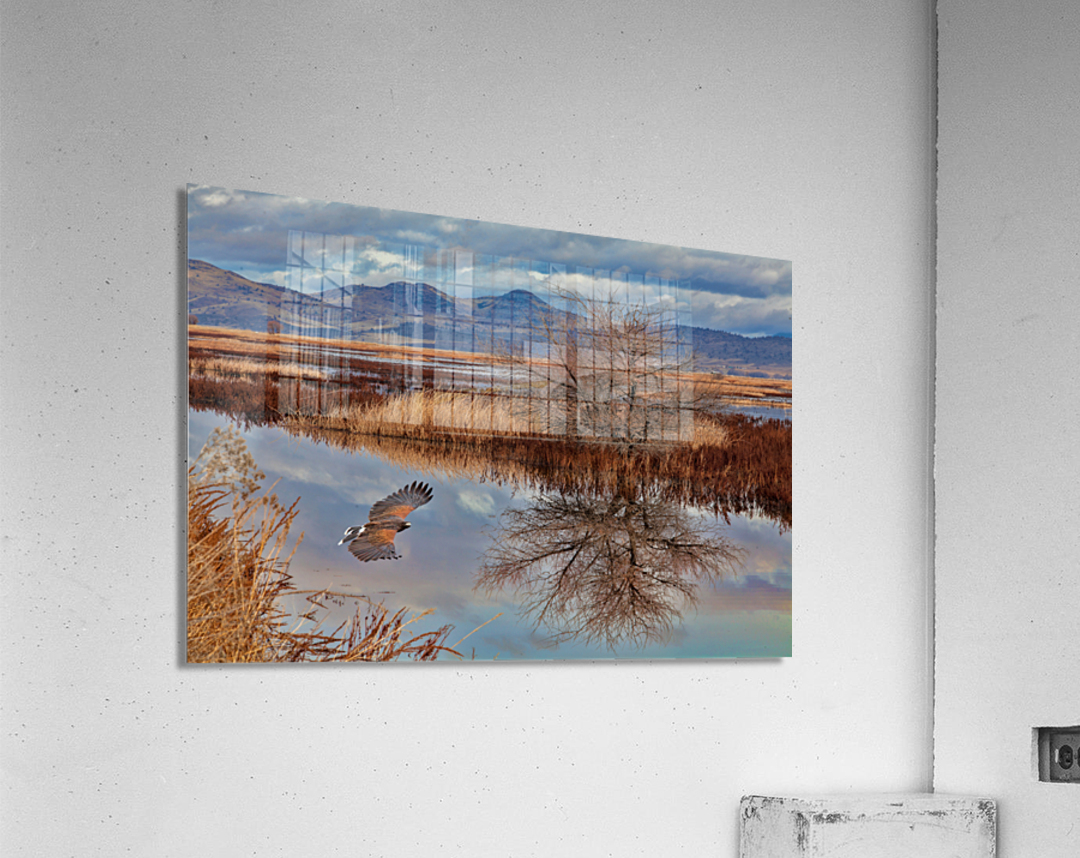  Klamath Refuge Hawk Acrylic Print