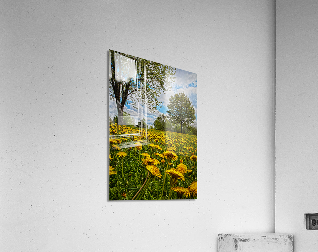 A crowd of dandelion Acrylic Print