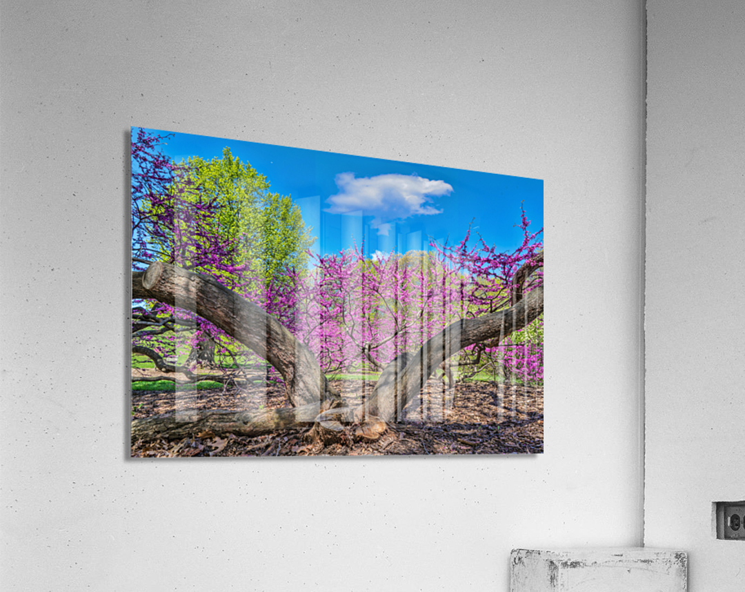 Eastern Redbud Acrylic Print