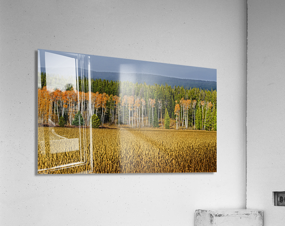 Aspen on display Acrylic Print