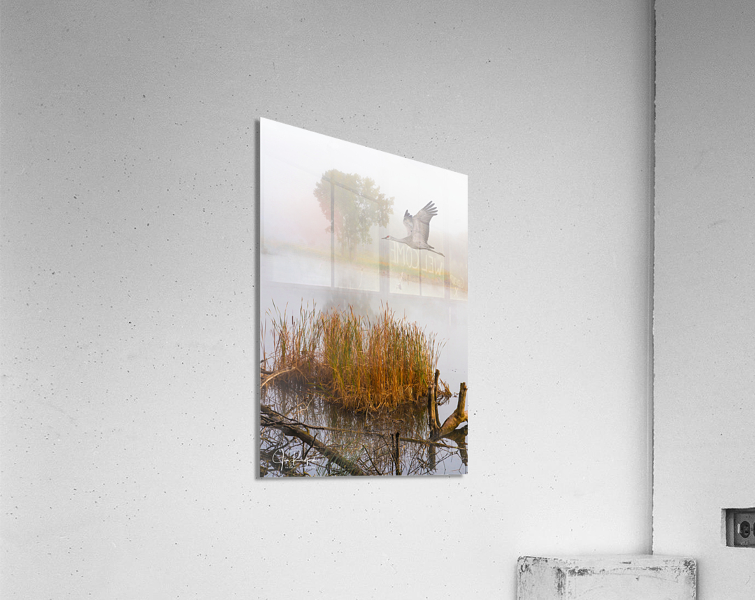 Crane over inland waters  Acrylic Print