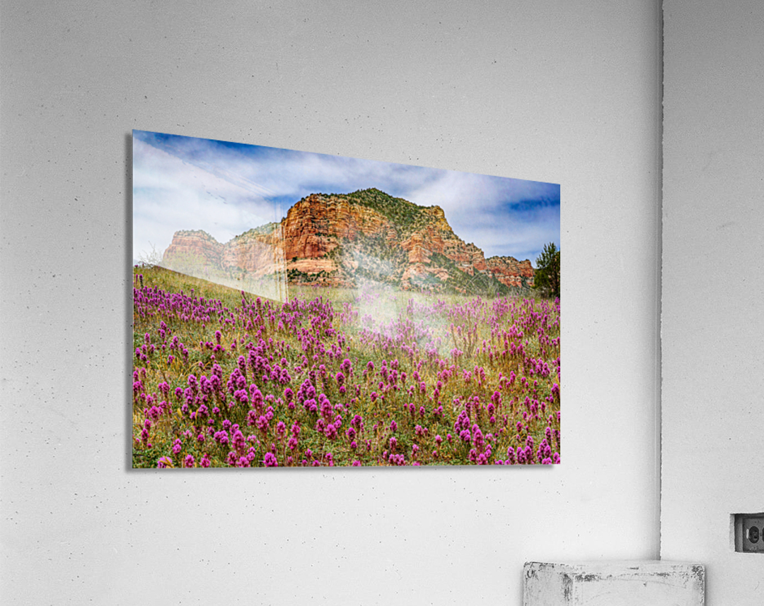Owls Clover in Sedona Acrylic Print