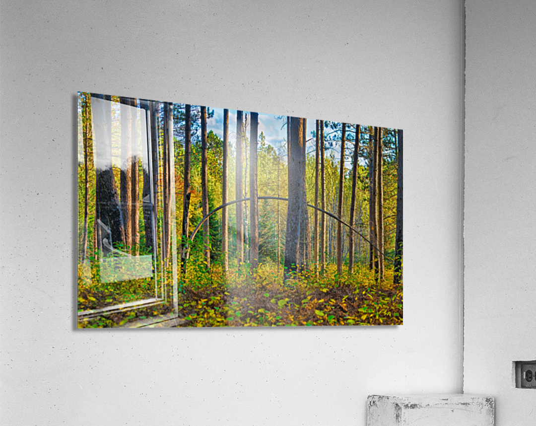 Bent tree in the forest  Acrylic Print