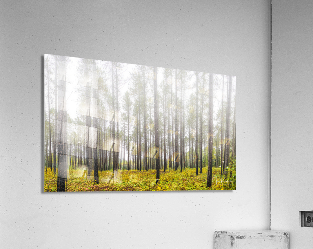 Morning mist near Lutsen Acrylic Print