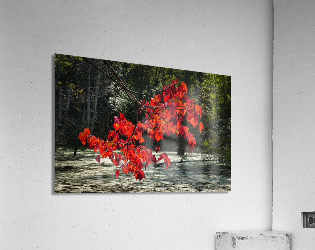   Fall Color in Lutsen Acrylic Print