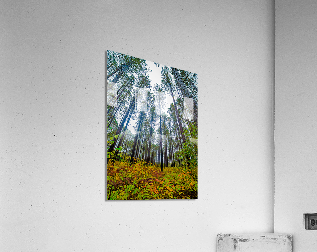 Sky high pines  Acrylic Print 