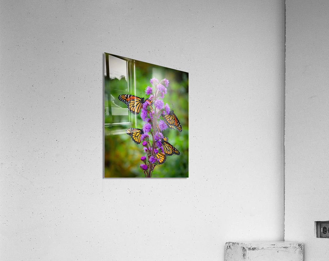 Monarch on Blazing Star Acrylic Print