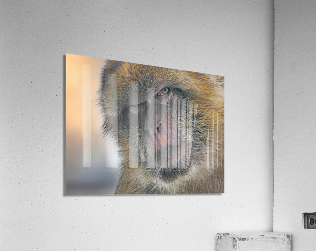 Barbary Macaques monkey Acrylic Print