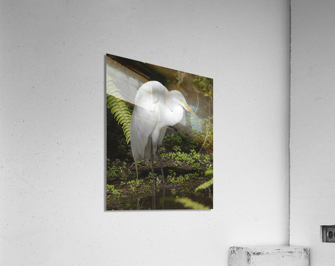 Egret in the Everglades Acrylic Print