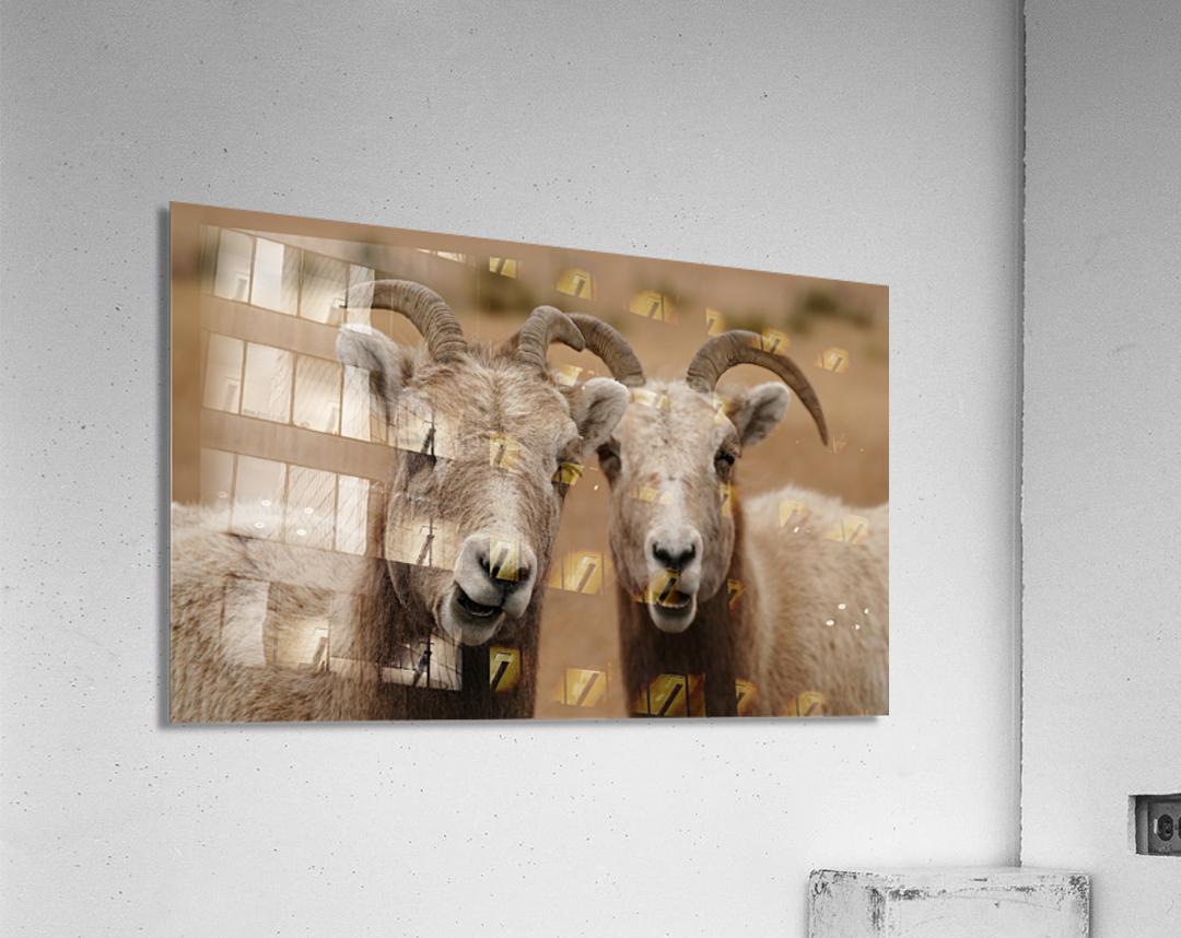 Dual big horns Acrylic Print