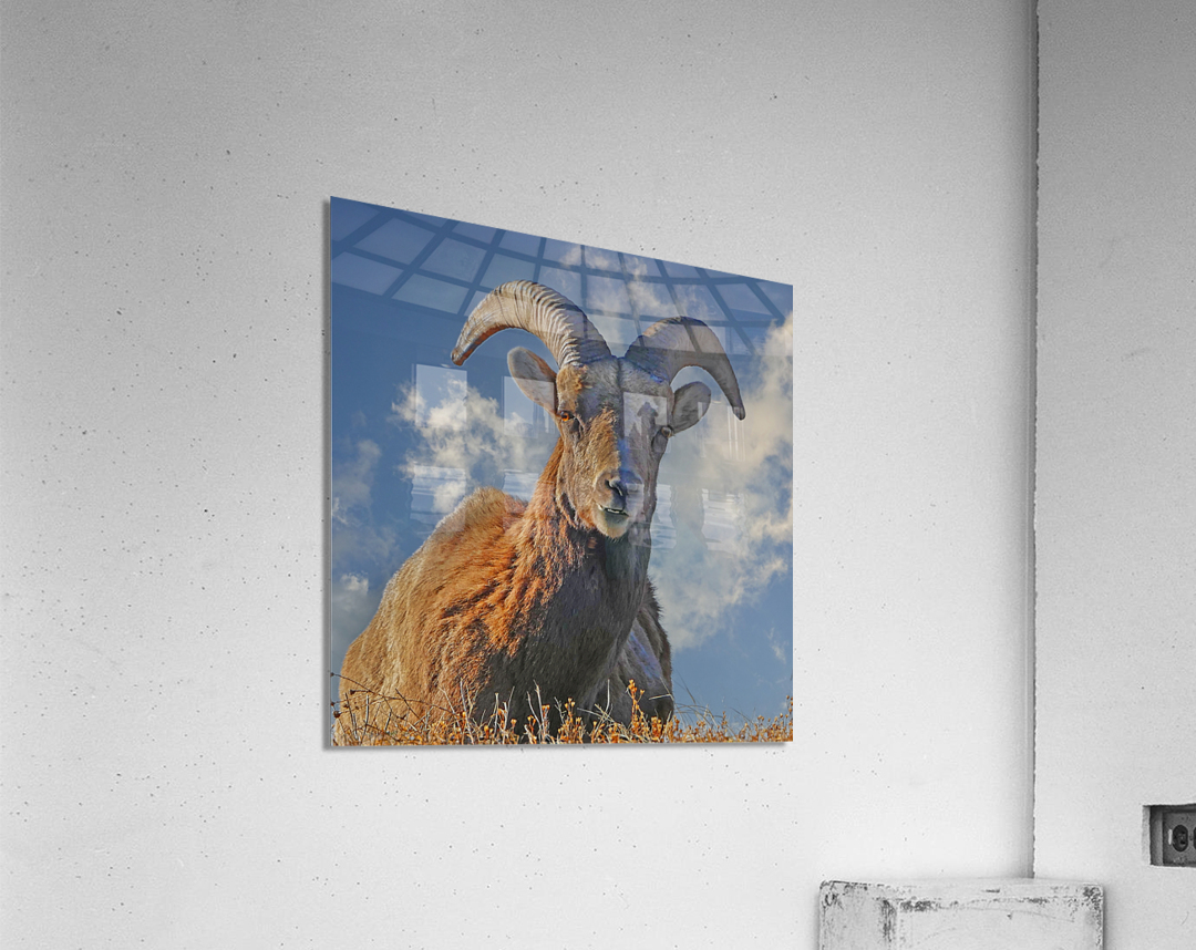 Bighorn Sheep grazing  Acrylic Print 