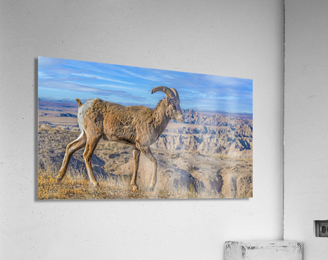 Badlands bighorn sheep Acrylic Print