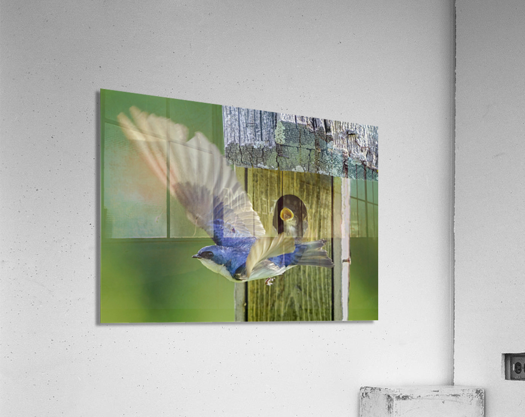 Tree swallow home Acrylic Print