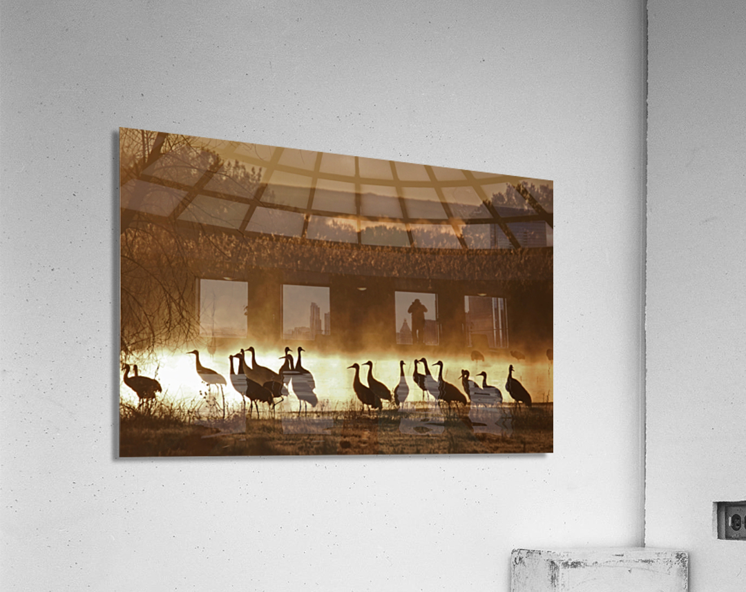 Sandhill crane migration Acrylic Print
