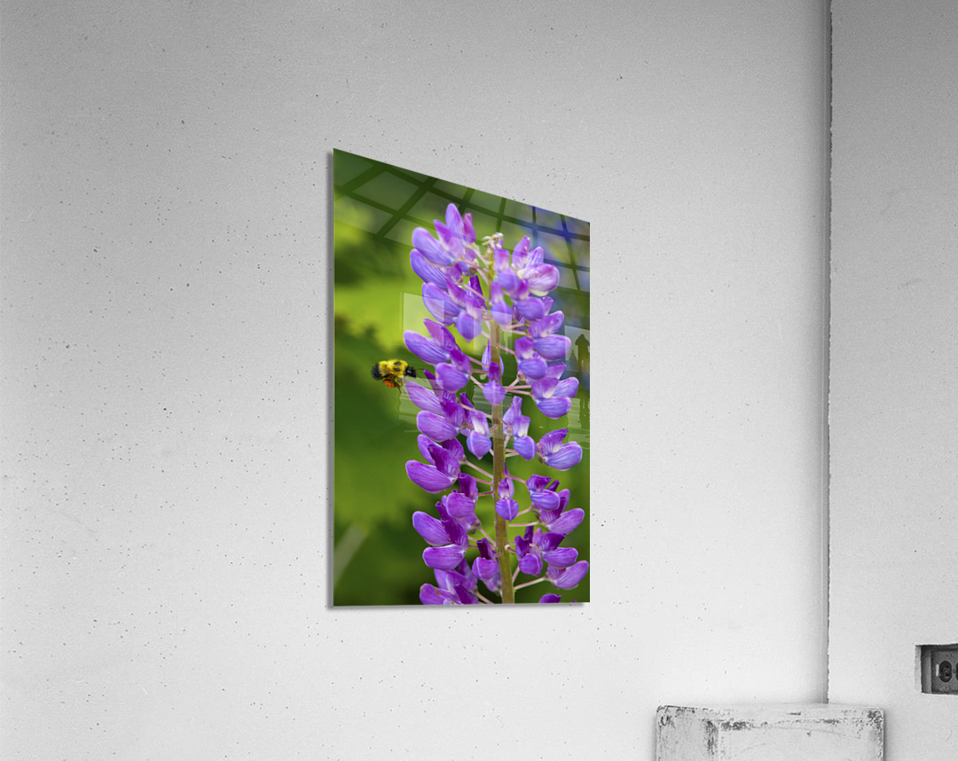 Bee on a lupin Acrylic Print