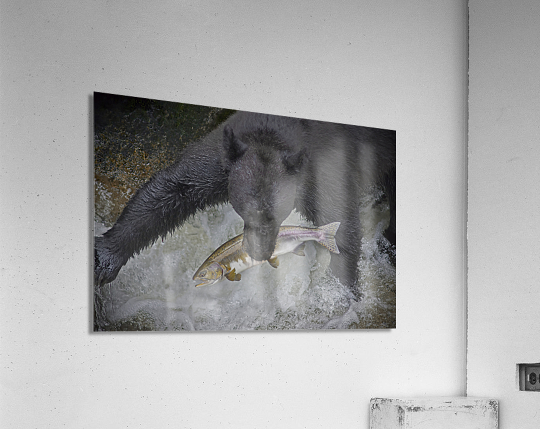 Black bear dinner Acrylic Print