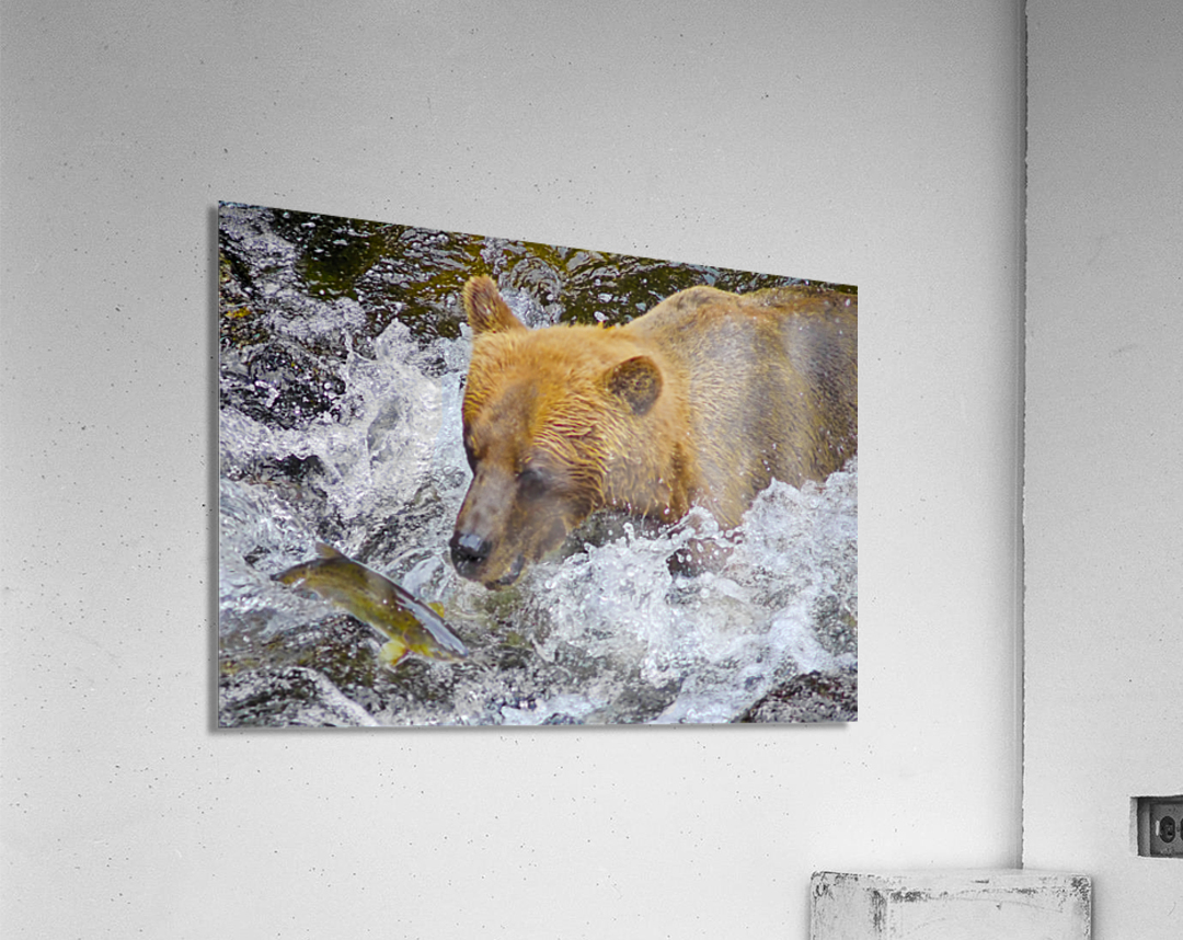 Dinner for grizzly  Acrylic Print