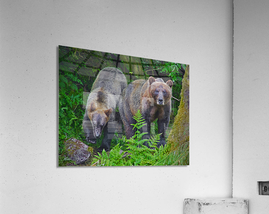 Alaskan Grizzly Bears Acrylic Print