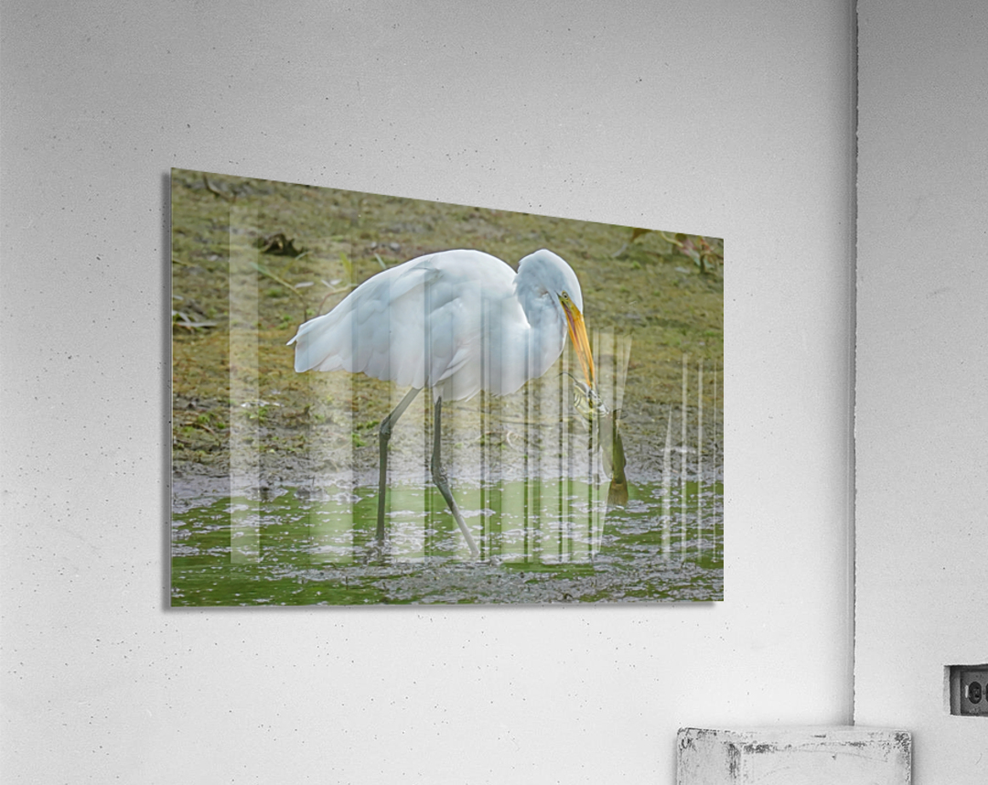 Catfish dinner for egret Acrylic Print