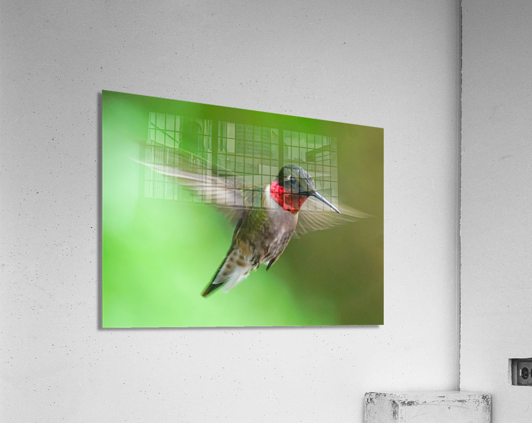 Male Ruby Hummer Acrylic Print