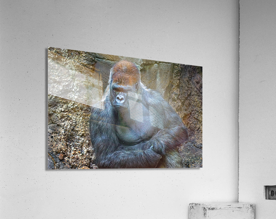 Lowland gorilla Acrylic Print
