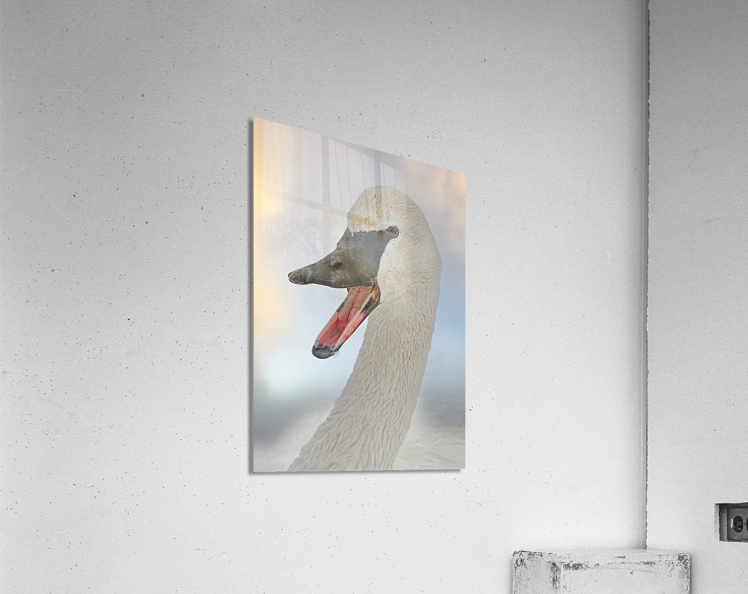 Trumpeting swan Acrylic Print