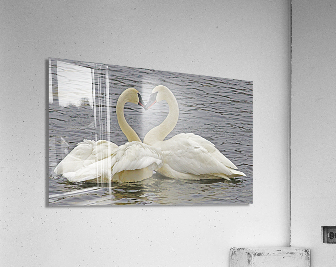 Trumpeter Swans Acrylic Print