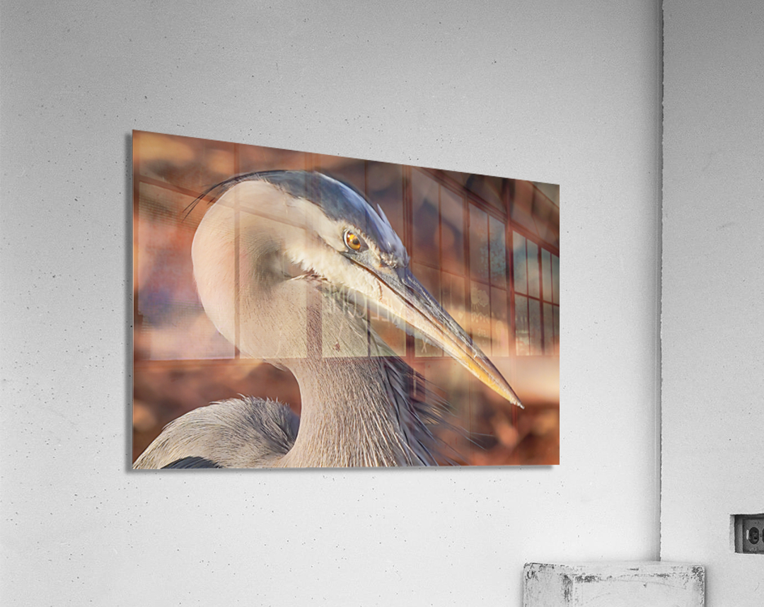 Great blue heron Acrylic Print