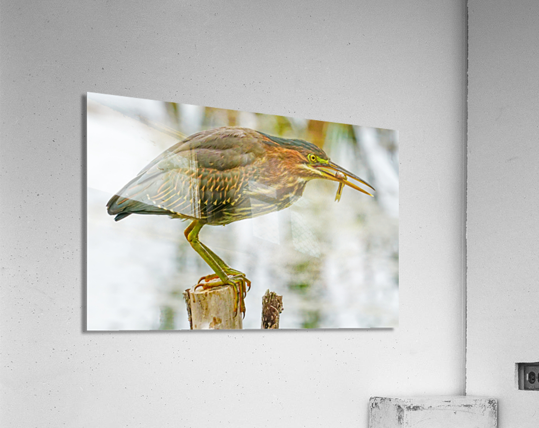 Green heron feeding Acrylic Print