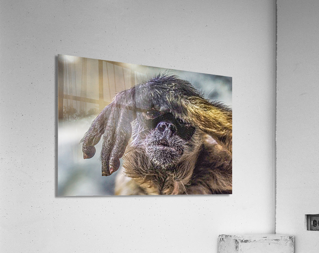 See no Evil   Acrylic Print