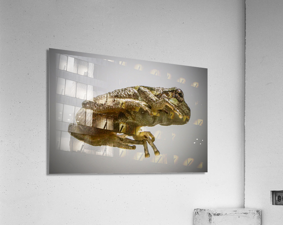 Tree frog Acrylic Print