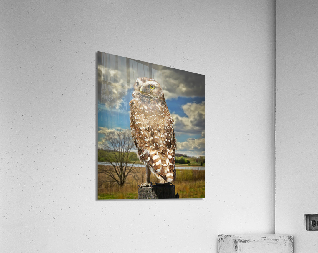 Pygmy Owl Acrylic Print