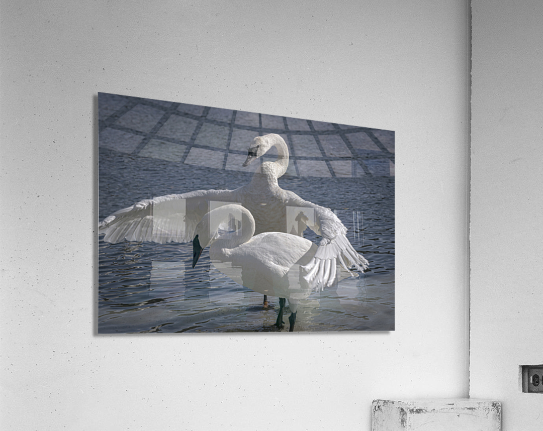 Comforting swan Acrylic Print