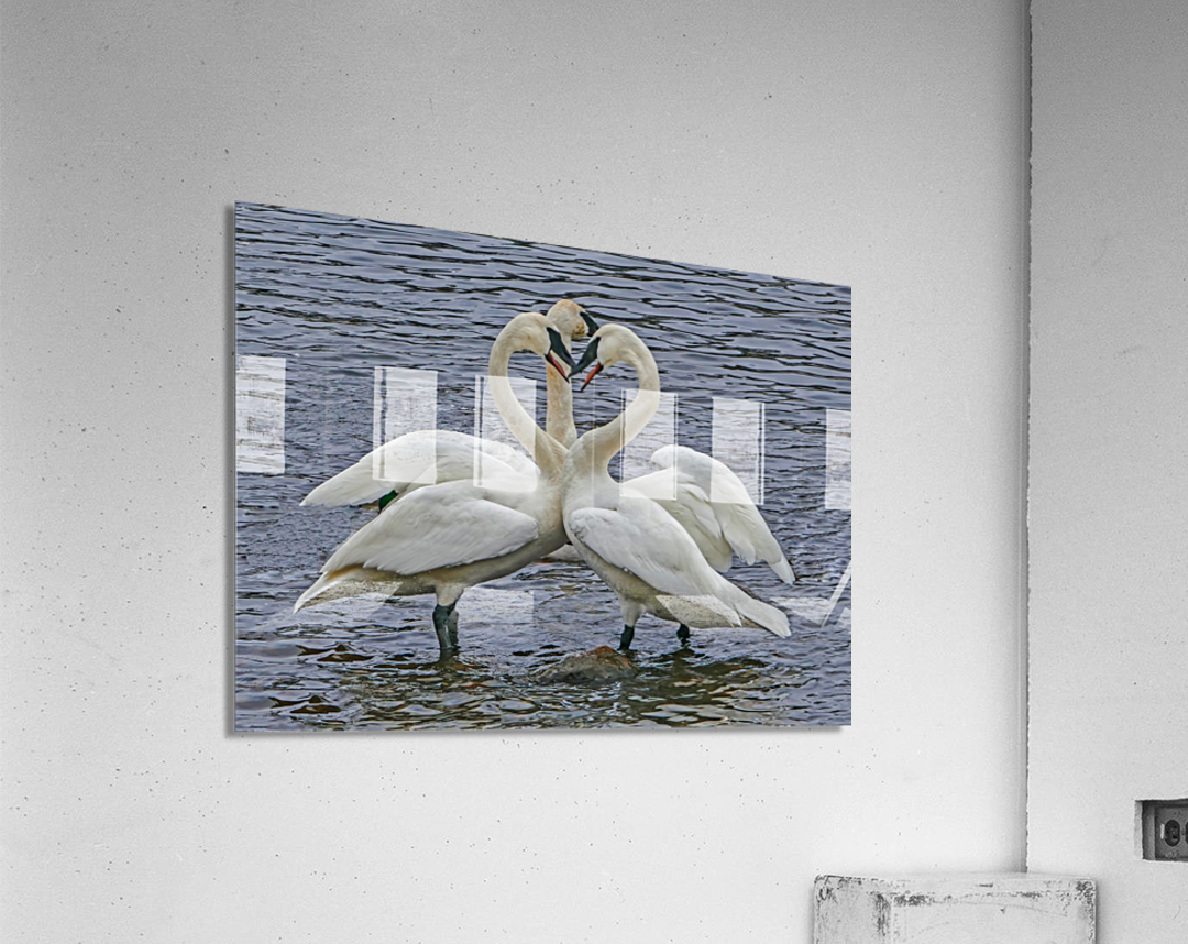 Hearty Swans Acrylic Print