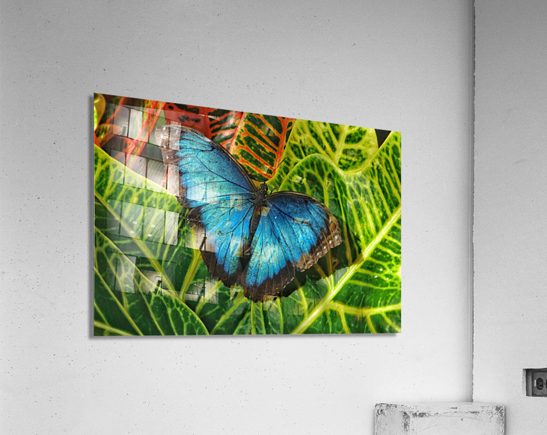 Common blue morpho Acrylic Print