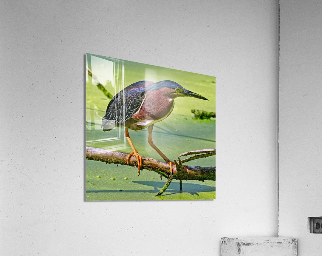 Green Heron  Acrylic Print