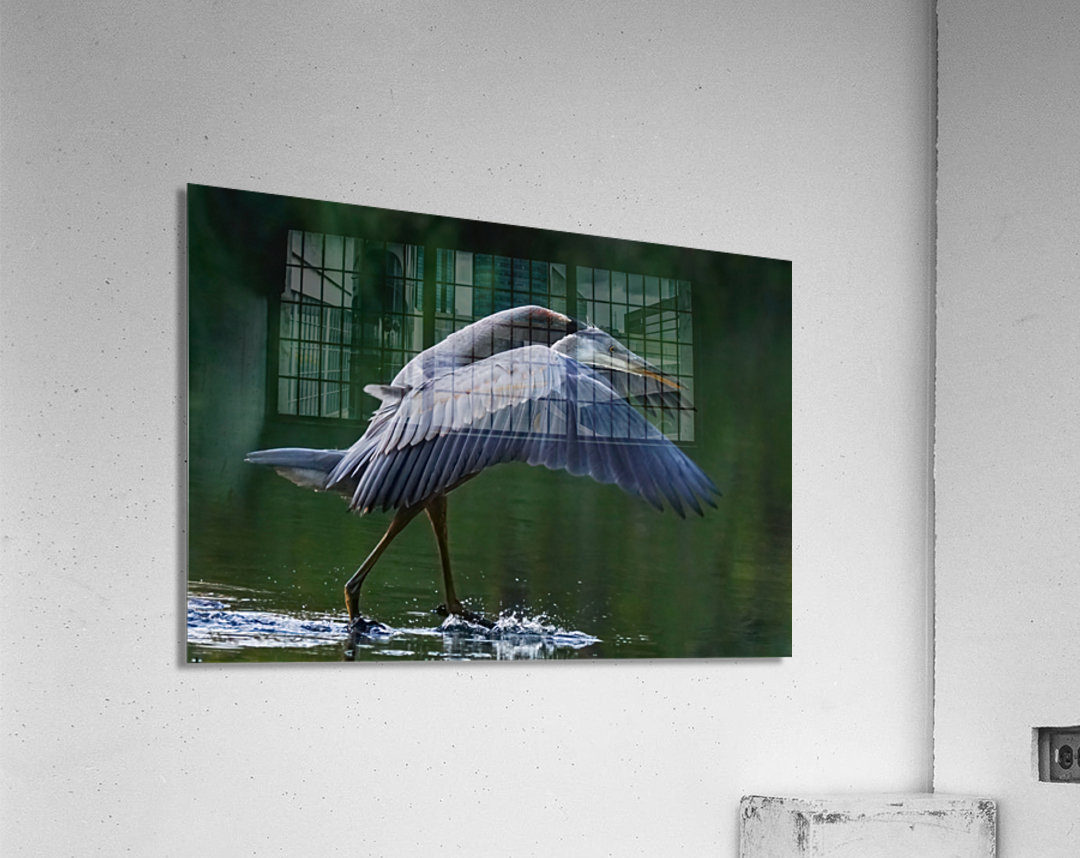 Blue heron landing Acrylic Print