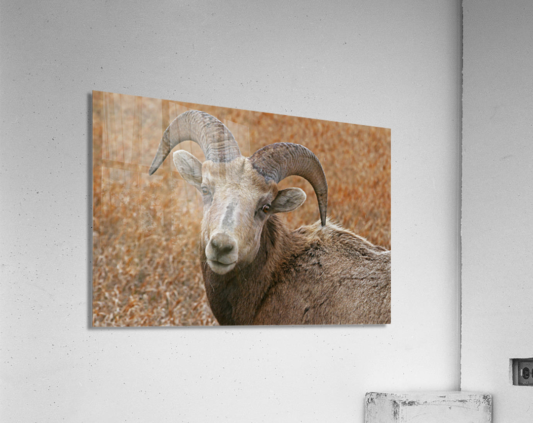 The look- bighorn sheep Acrylic Print