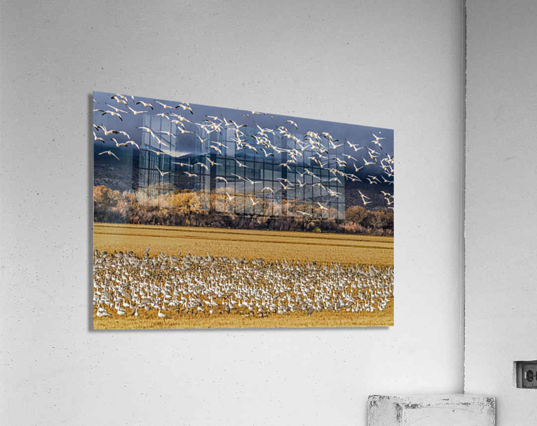 Migration of the birds  Acrylic Print 