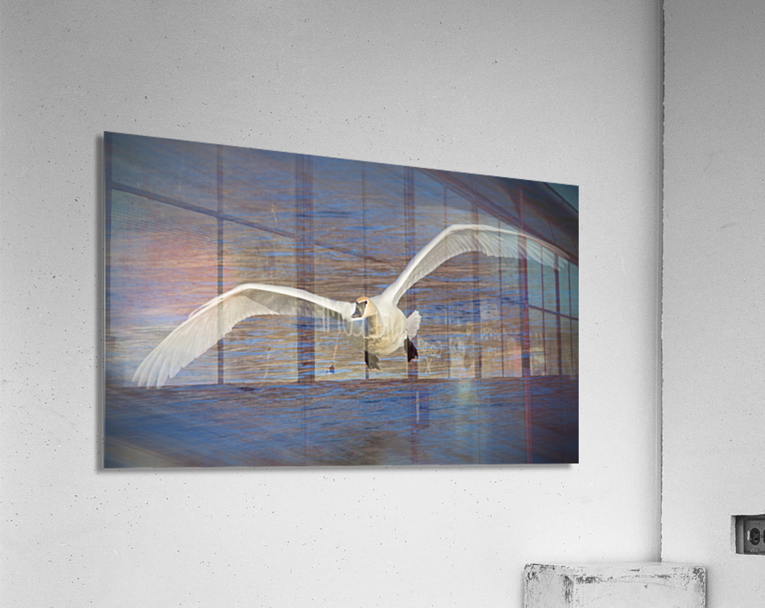 Wide wings of swan Acrylic Print