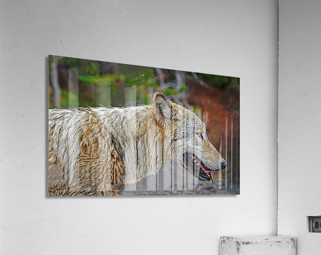 Wolf in the wild Acrylic Print