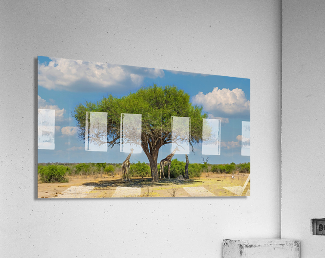 Giraffes under umbrella Acrylic Print