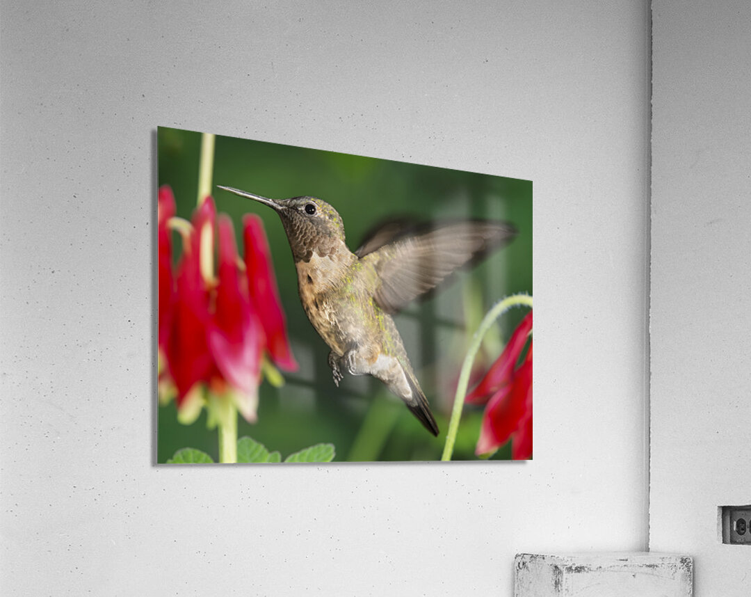 Hummer in the red  Acrylic Print 