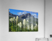 Bear Grass Fields  Acrylic Print