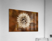 Silver Puff  Acrylic Print