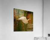 Egret in Flight  Acrylic Print