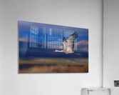 Crane over the Bosque  Impression acrylique