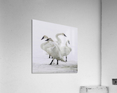 Swan group   Acrylic Print